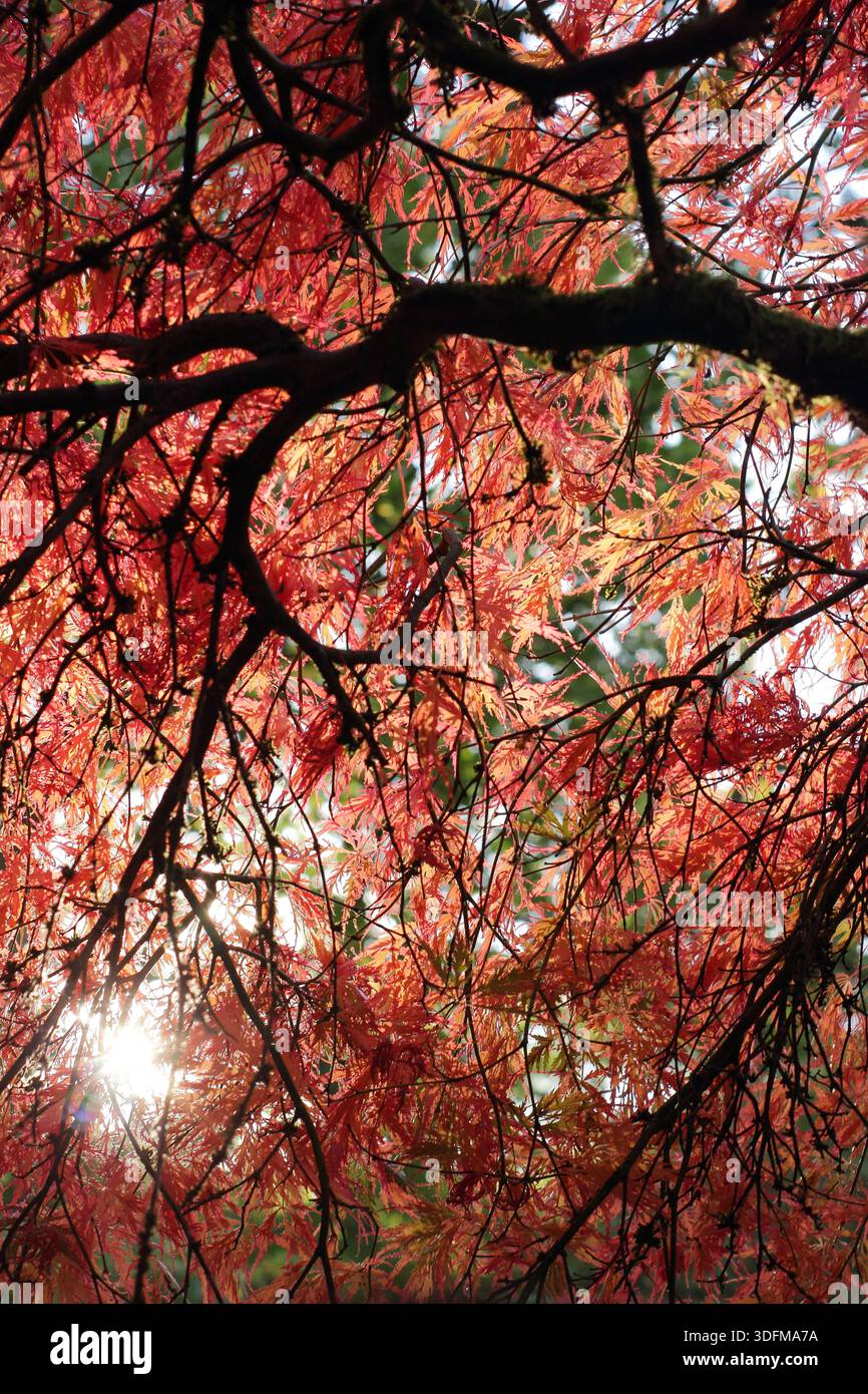 Acer-Baum im Herbst durch die Baumkronen gesehen, niedriger Winkel. Acer palmatum „Dissectum Atropurpureum“ Stockfoto