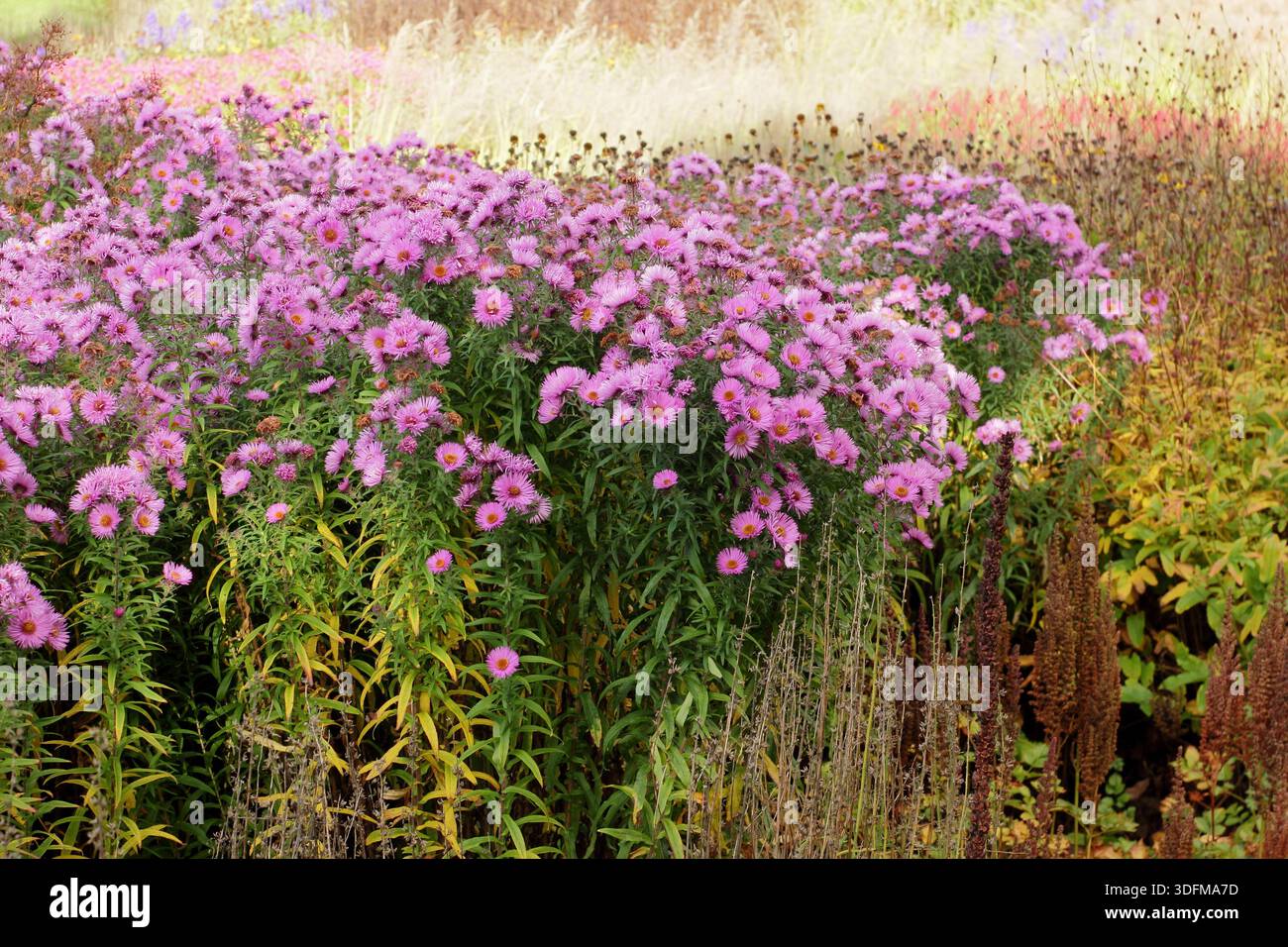 Astern und Ziergräser an einer Gartengrenze im Frühherbst. Symphyotrichum und Gräser im Herbstblumenbeet. Stockfoto