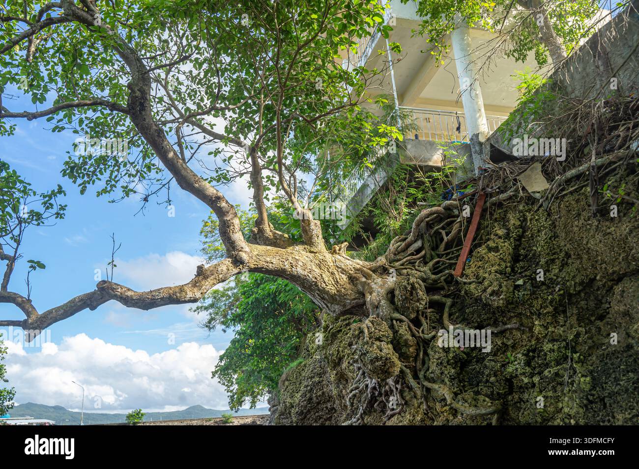 Großer Banyan-Baum, der sich horizontal ausbreitet, mit markanten, knorrigen Wurzeln, die auf einer felsigen Oberfläche wachsen. Stockfoto