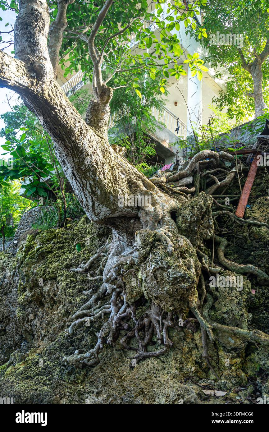 Großer Banyan-Baum, der sich horizontal ausbreitet, mit markanten, knorrigen Wurzeln, die auf einer felsigen Oberfläche wachsen. Stockfoto