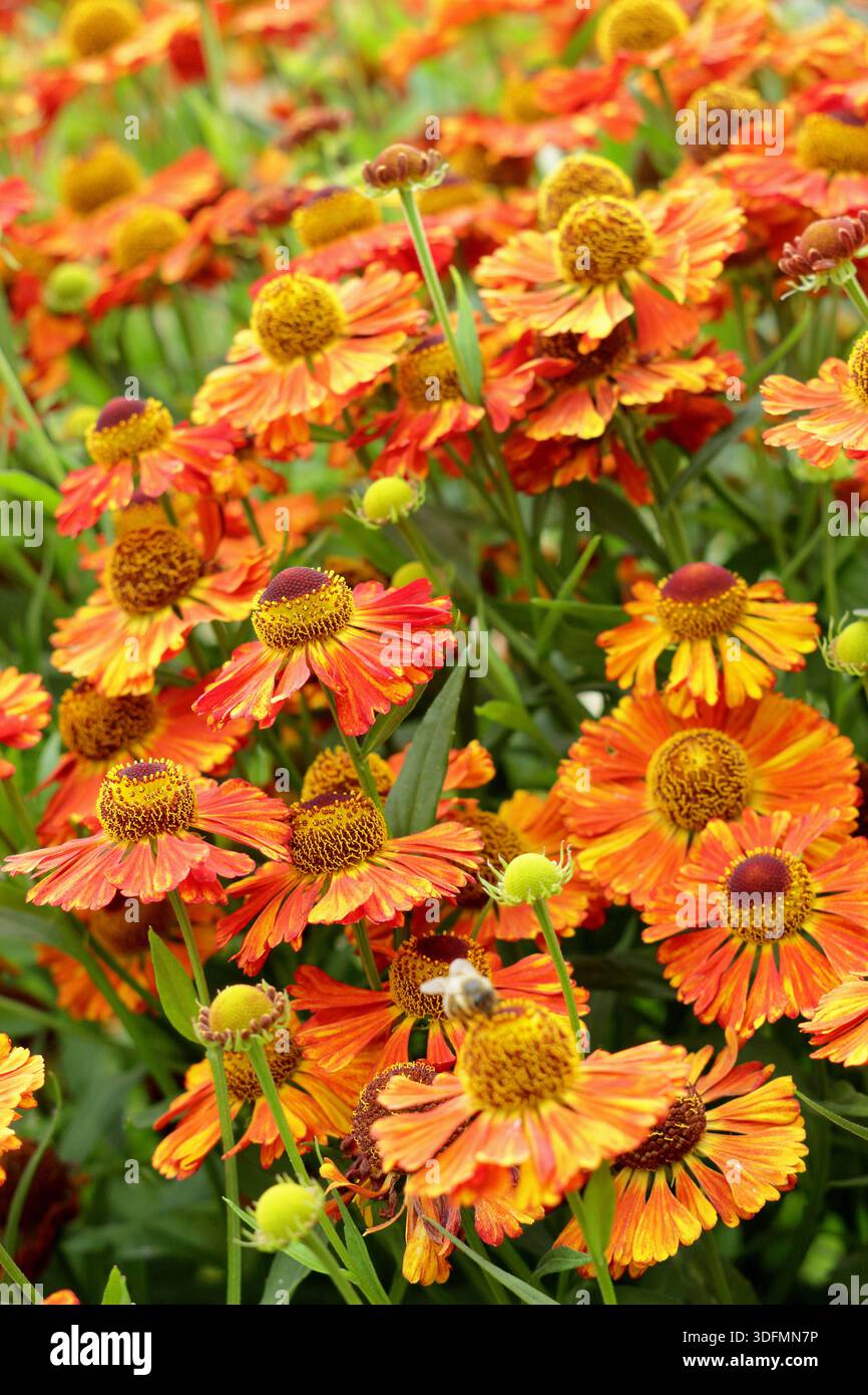 Helium Chipperfield Orange, mehrjährige kupferorange Gänseblümchen wie Blüten im Hochsommer bis Herbst, attraktiv für Bestäuber Stockfoto