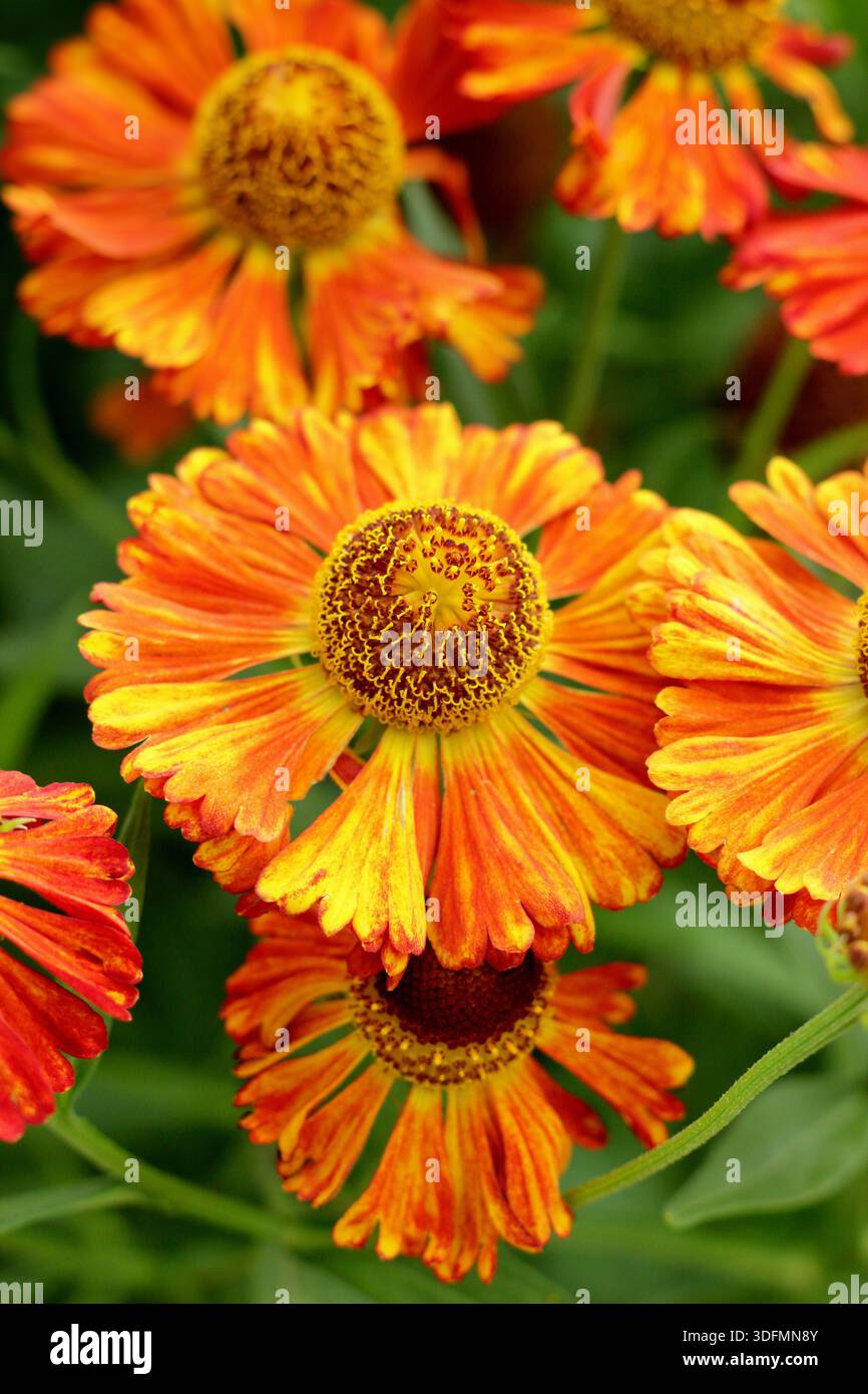 Helium Chipperfield Orange, mehrjährige kupferorange Gänseblümchen wie Blüten im Hochsommer bis Herbst, attraktiv für Bestäuber Stockfoto