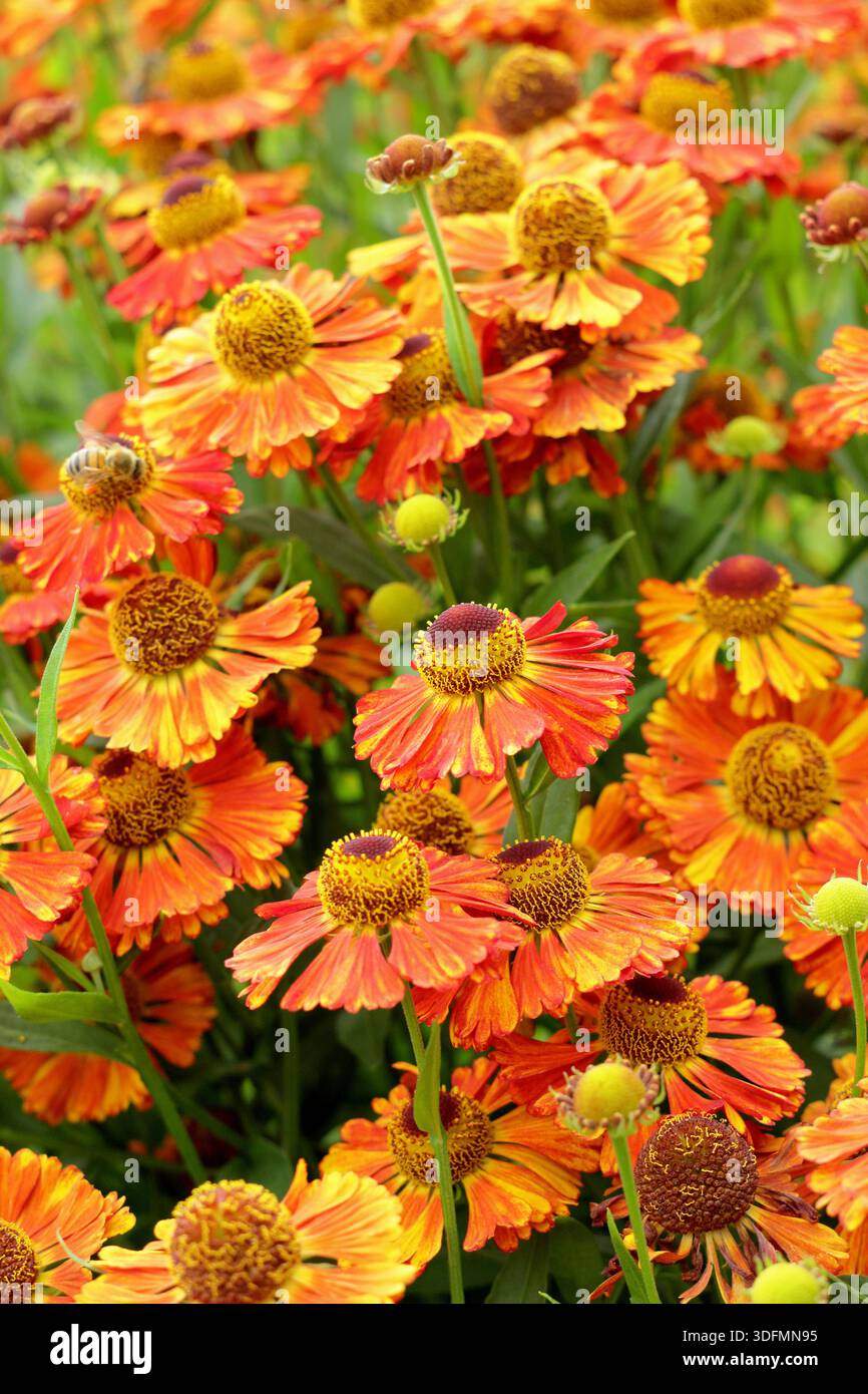 Helium Chipperfield Orange, mehrjährige kupferorange Gänseblümchen wie Blüten im Hochsommer bis Herbst, attraktiv für Bestäuber Stockfoto
