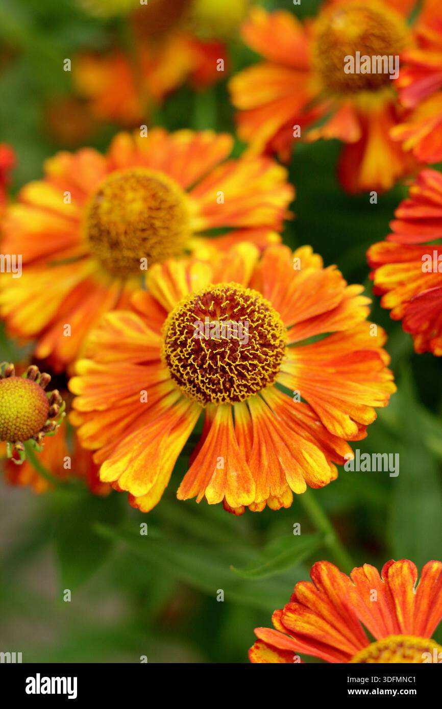 Helium Chipperfield Orange, mehrjährige kupferorange Gänseblümchen wie Blüten im Hochsommer bis Herbst, attraktiv für Bestäuber Stockfoto