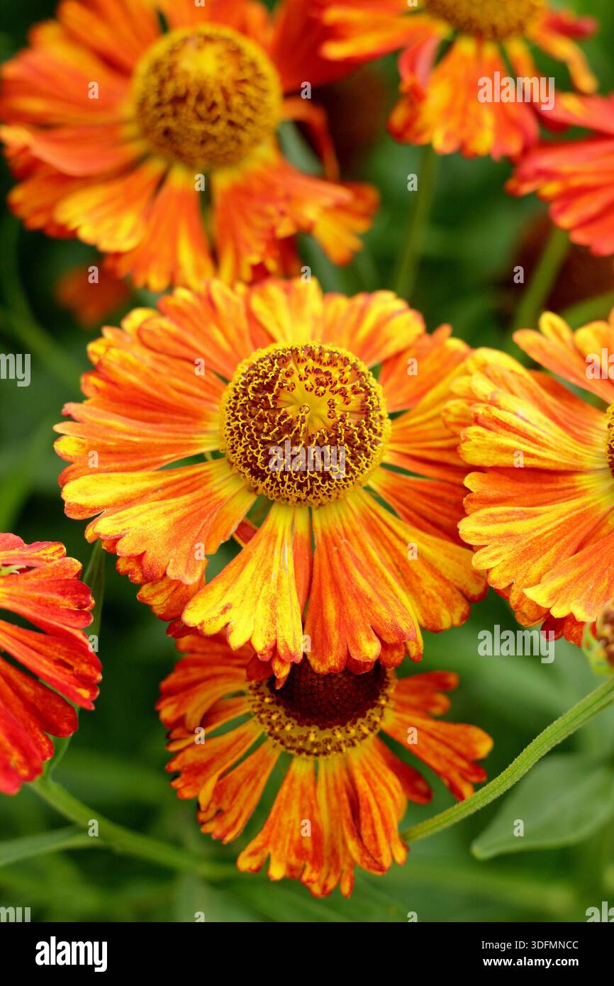 Helium Chipperfield Orange, mehrjährige kupferorange Gänseblümchen wie Blüten im Hochsommer bis Herbst, attraktiv für Bestäuber Stockfoto