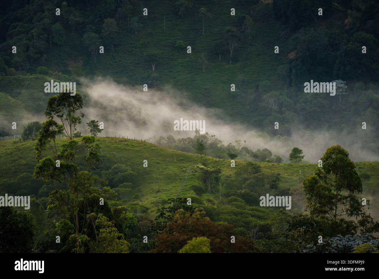 Blick auf ätherische Nebeltänze über die grünen Hügel, umgeben von üppigen Bäumen im Cocora Valley, die eine surreale, traumhafte Atmosphäre schaffen. Stockfoto