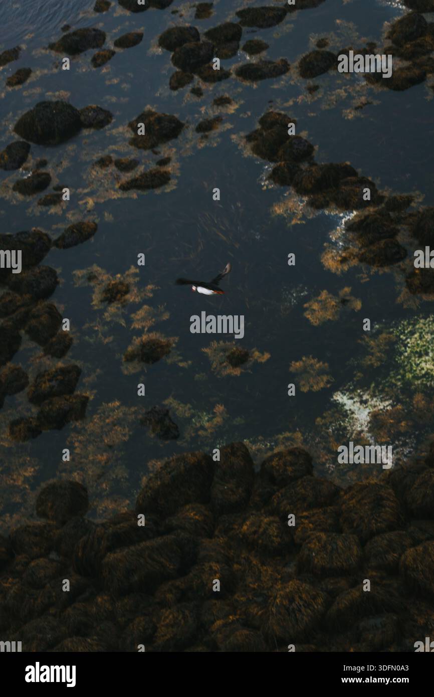 Blick auf einen Vogel, der über dunklem, felsigem Wasser gleitet und das Licht des Himmels in der Nähe des Ufers reflektiert und eine ruhige Szene schafft, Latrabjarg, Westfjorde, Island. Stockfoto