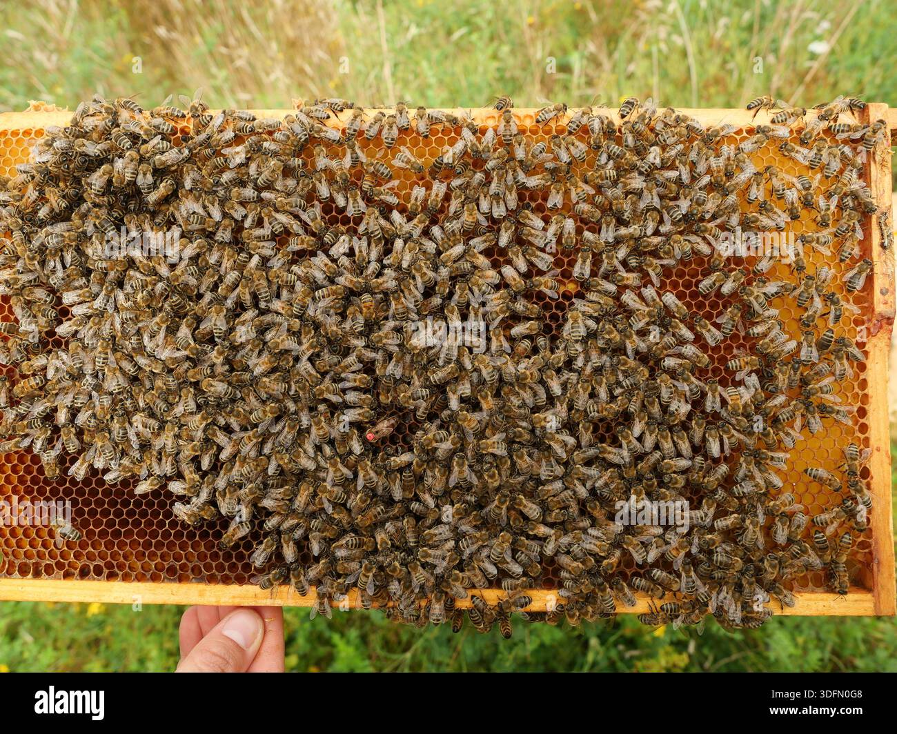 Bienen auf Wabenrahmen im Bienenstock während Bau und Füllung. Bienenkönigin, die den Bienenstöcke überprüft. Seltenes Foto. Kopierraum Stockfoto