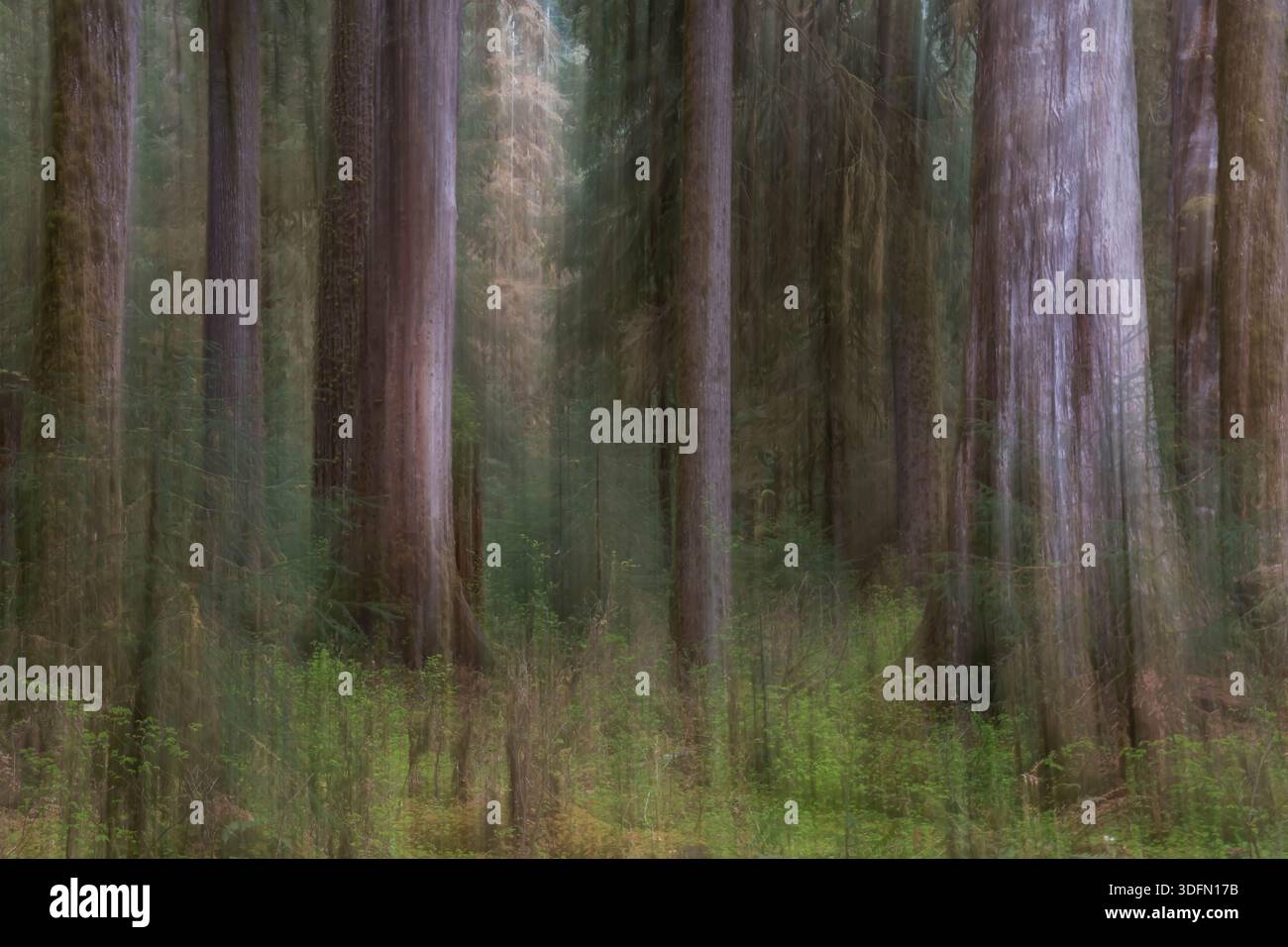 Ein Foto mit vertikaler Bewegungsunschärfe eines dichten Waldes mit hohen Baumstämmen und grünem Unterholz in abstraktem malerischem Stil. Stockfoto