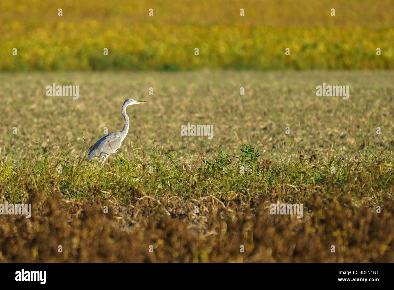 Ein Graureiher (Ardea cinerea), typischerweise ein Feuchträuber, zeigt Verhaltensanpassung, indem er kleine Säugetiere und Insekten in einem offenen, d, sucht Stockfoto
