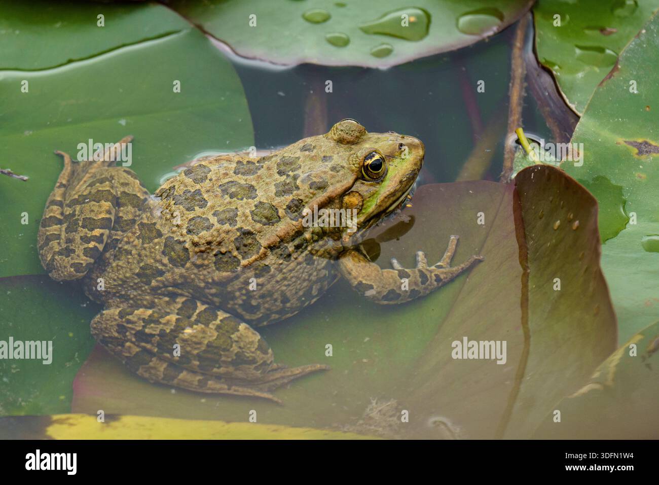 Ein getarnter Wasserfrosch ruht friedlich im ruhigen Teichwasser, umgeben von großen, üppig grünen Lilienpads, die natürliche Ruhe und Gelassenheit verkörpern. Stockfoto