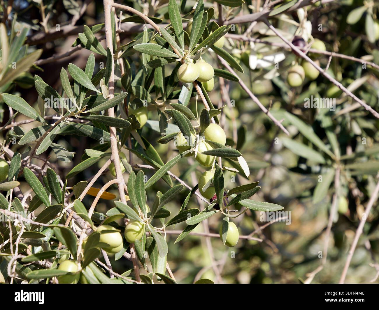 Afrikanischer olivenbaum -Fotos und -Bildmaterial in hoher Auflsung  Alamy