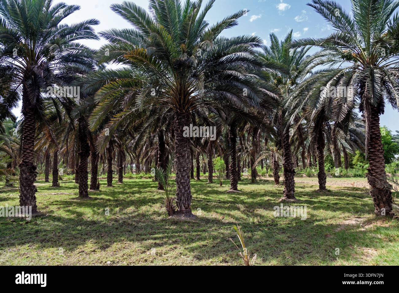 Blick auf einen ruhigen Palmenhain, wo schlanke Stämme inmitten von sonnendurchflutetem Gras aufsteigen und eine ruhige Oase der natürlichen Schönheit schaffen: Khairpur, Sindh, Pakista Stockfoto
