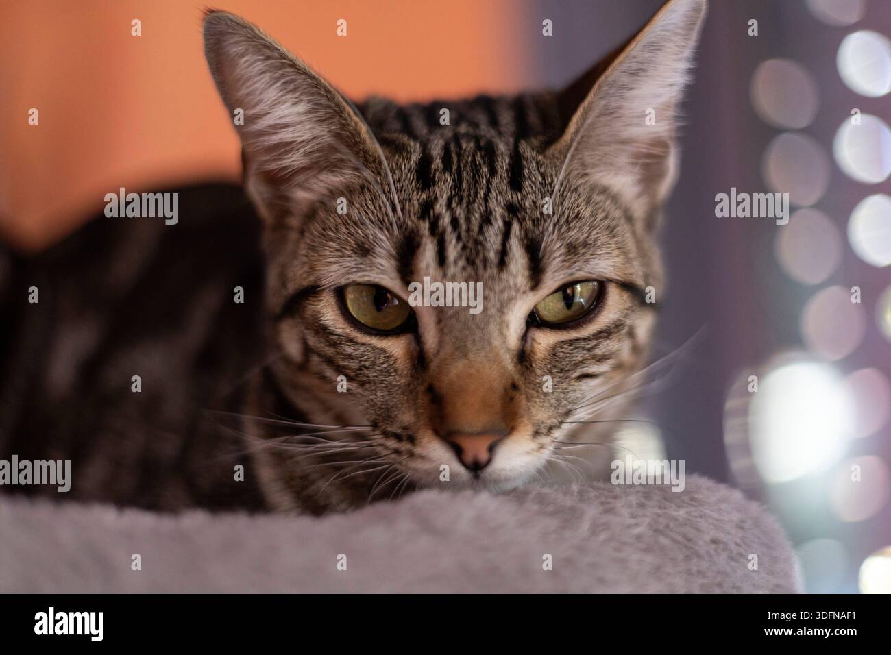 Tabby-Katze ruht, beobachtet den Zuschauer mit intensivem Blick und Bokeh-Hintergrund Stockfoto