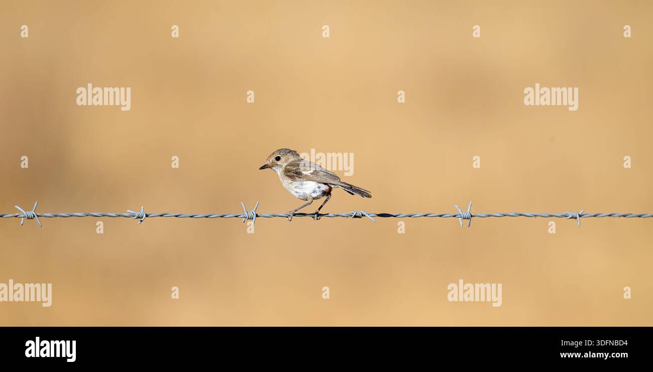 Eine unreife oder weibliche Rotkappe (Petroica goodenovii), die auf Stacheldraht in den Flinders Ranges in Südaustralien thront. Stockfoto