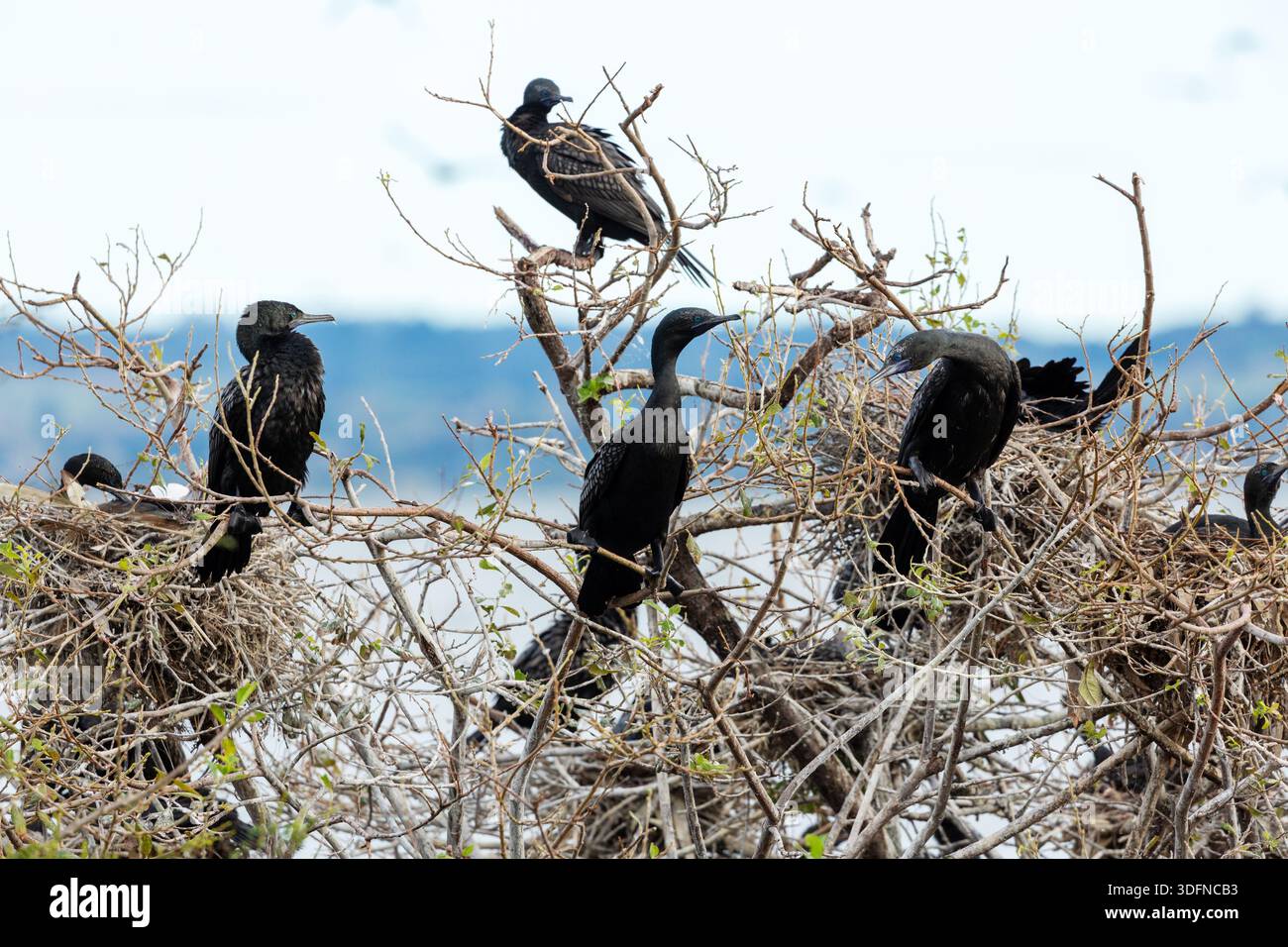 Kleine Schwarze Kormorane nisten in der Nähe des Lake Rotorua, Rotorua, Neuseeland Stockfoto