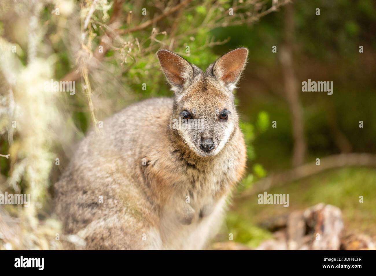 Ein Dama Wallaby, eine invasive Art in Neuseeland Stockfoto