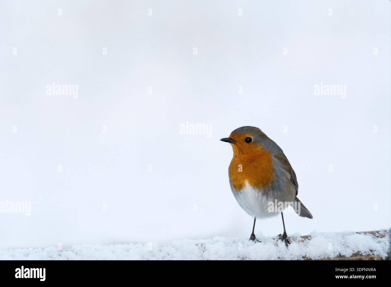 Robin, Erithacus rubecula, in einem Garten von Norfolk nach einem frischen Schneefall. Stockfoto