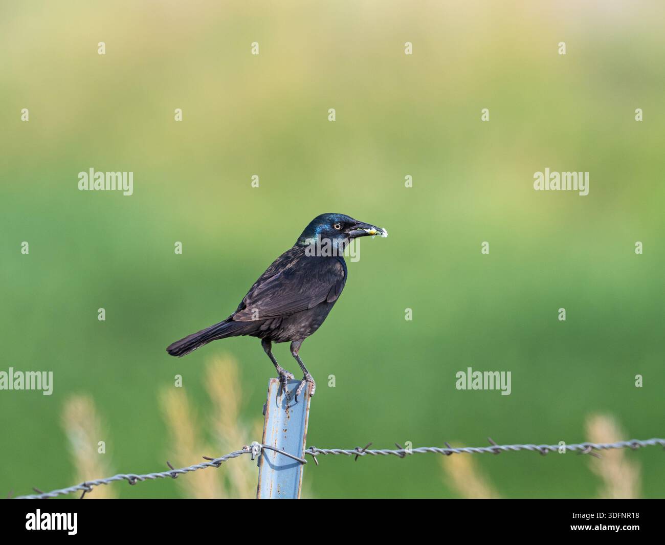 Quiscalus quiscula mit Jungfutter, Limon Wetlands Preserve, Limon, Colorado, USA, Juli 2019 Stockfoto