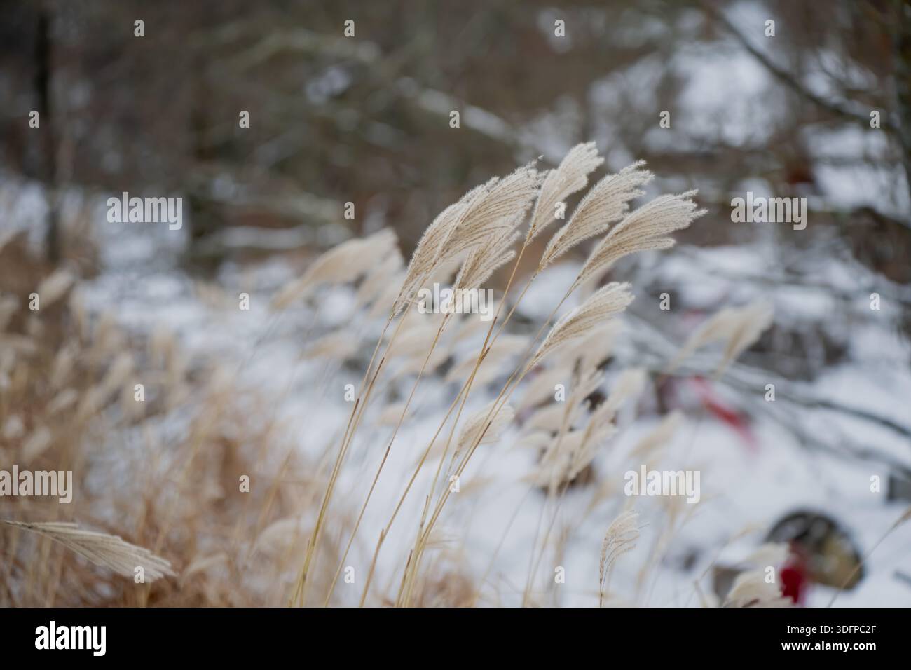 Nahaufnahme von getrockneten Ziergrasfedern in schneebedeckter Landschaft, hellen Samenköpfen und dünnen Stämmen mit verschwommenem Hintergrund des Winterwaldes und gedämpften Tönen Stockfoto
