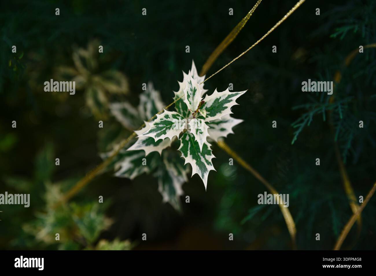 Bunte Blätter von Osmanthus heterophyllus mit stacheliger stechpalmenartiger Form grün-weißes Laub in Nahaufnahme auf dunklem natürlichem Hintergrund Stockfoto