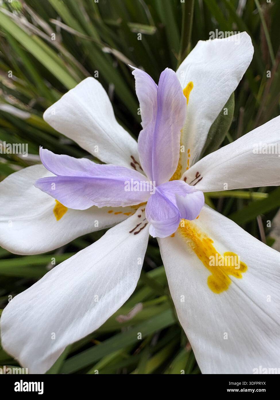 Makroansicht einer weißen afrikanischen Iris (Dietes grandiflora) mit hellvioletten Innenblättern und hellgelben Akzenten. - Smartphone-aufgenommenes Stockfoto
