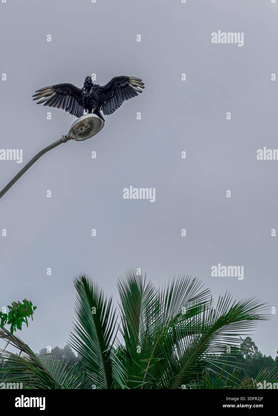 Schwarzer Kopfgeier mit Flügeln, die auf städtischen Lampenpfosten ausgebreitet sind Stockfoto