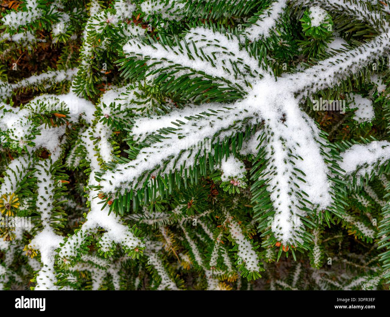 Schneebedeckter Zweig - Weihnachtszweig Stockfoto
