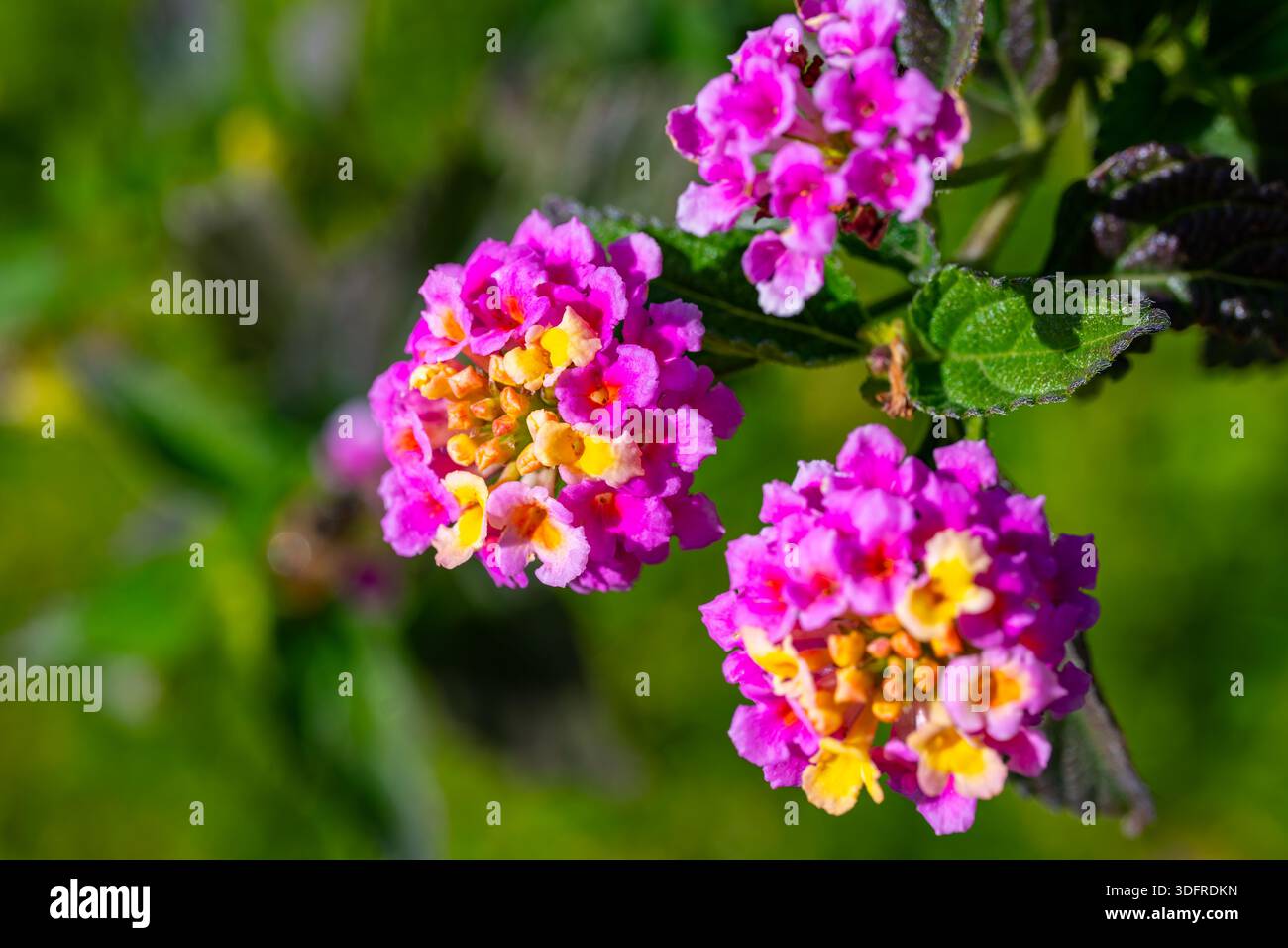 Detaillierte Nahaufnahme von rosa Lantana-Blüten mit hellgelben Mittelpunkten, hervorgehoben durch natürliches Sonnenlicht und dunkelgrüne Blätter. Stockfoto