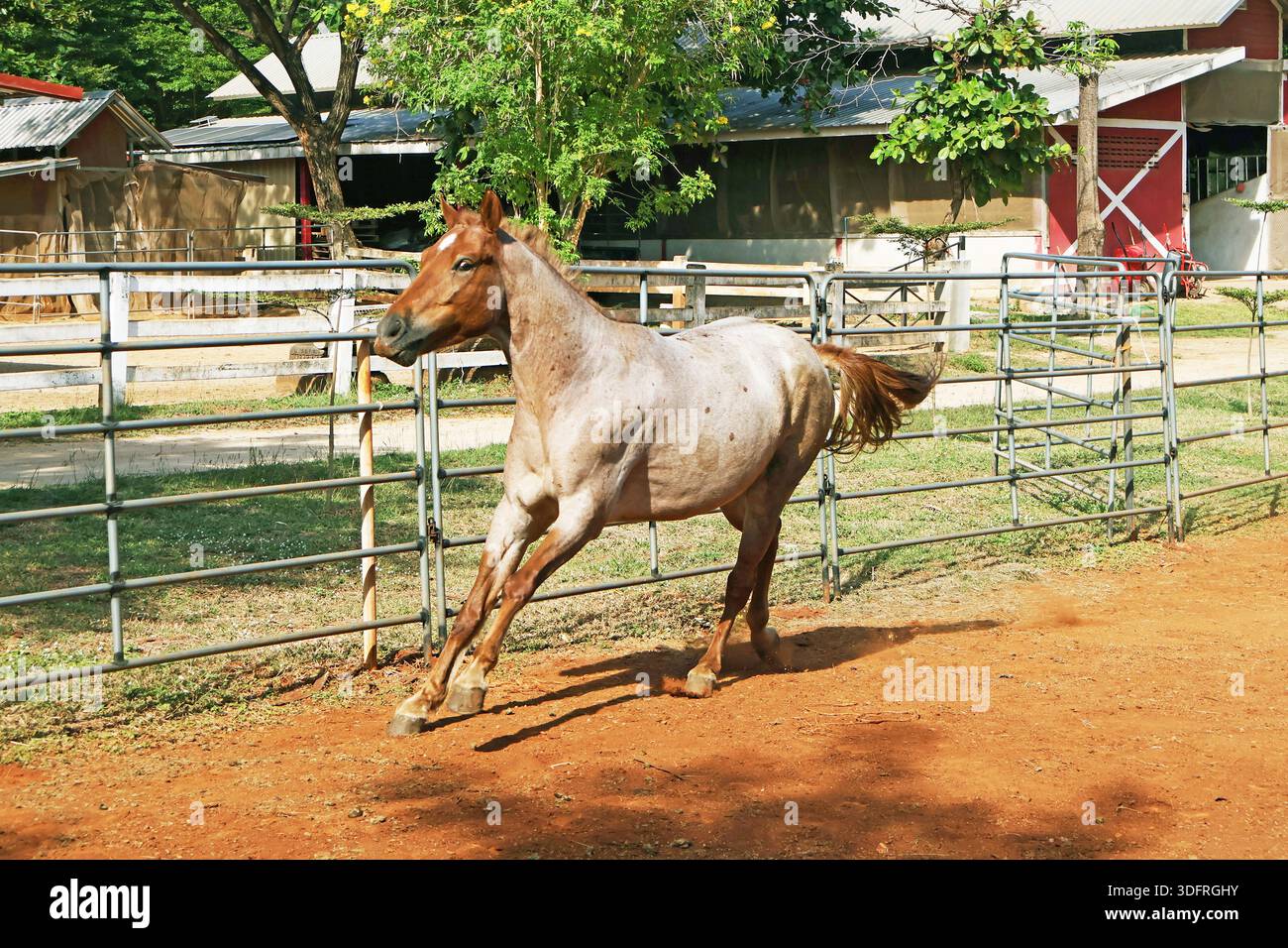 Verspielter Gallop, ein Golden gepunktetes Pferd in Bewegung auf der Ranch Stockfoto