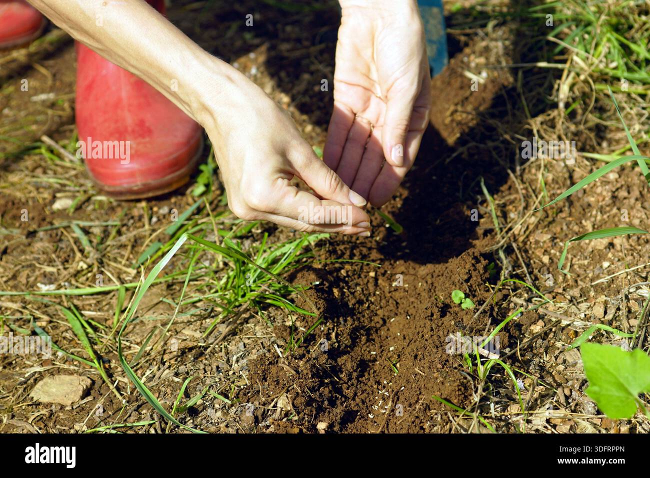 Hände legen Samen vorsichtig in einen Bodengraben im Freien. Repräsentiert Präzisionsanpflanzung, klimafreundliche Landwirtschaft und umweltgerechte Verwaltung. Stockfoto