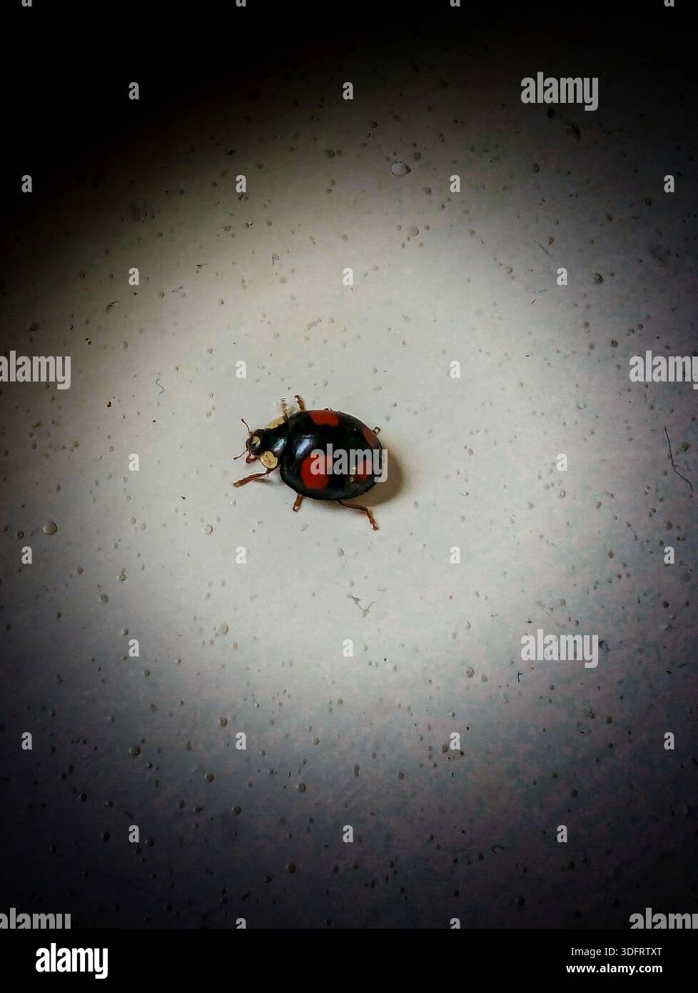 Kontrastreiches Bild Zur Aufnahme Winziger Marienkäfer Auf Strukturierter Weißer Oberfläche Mit Schatten- Und Vignetteneffekten Stockfoto
