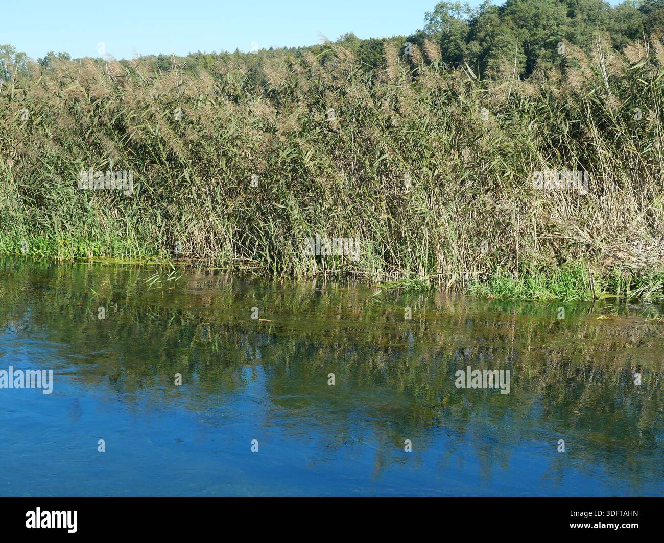 Bronzezeit-Schlachtfeld im Tollensetal - Blick auf den Fluss vom Ufer Stockfoto