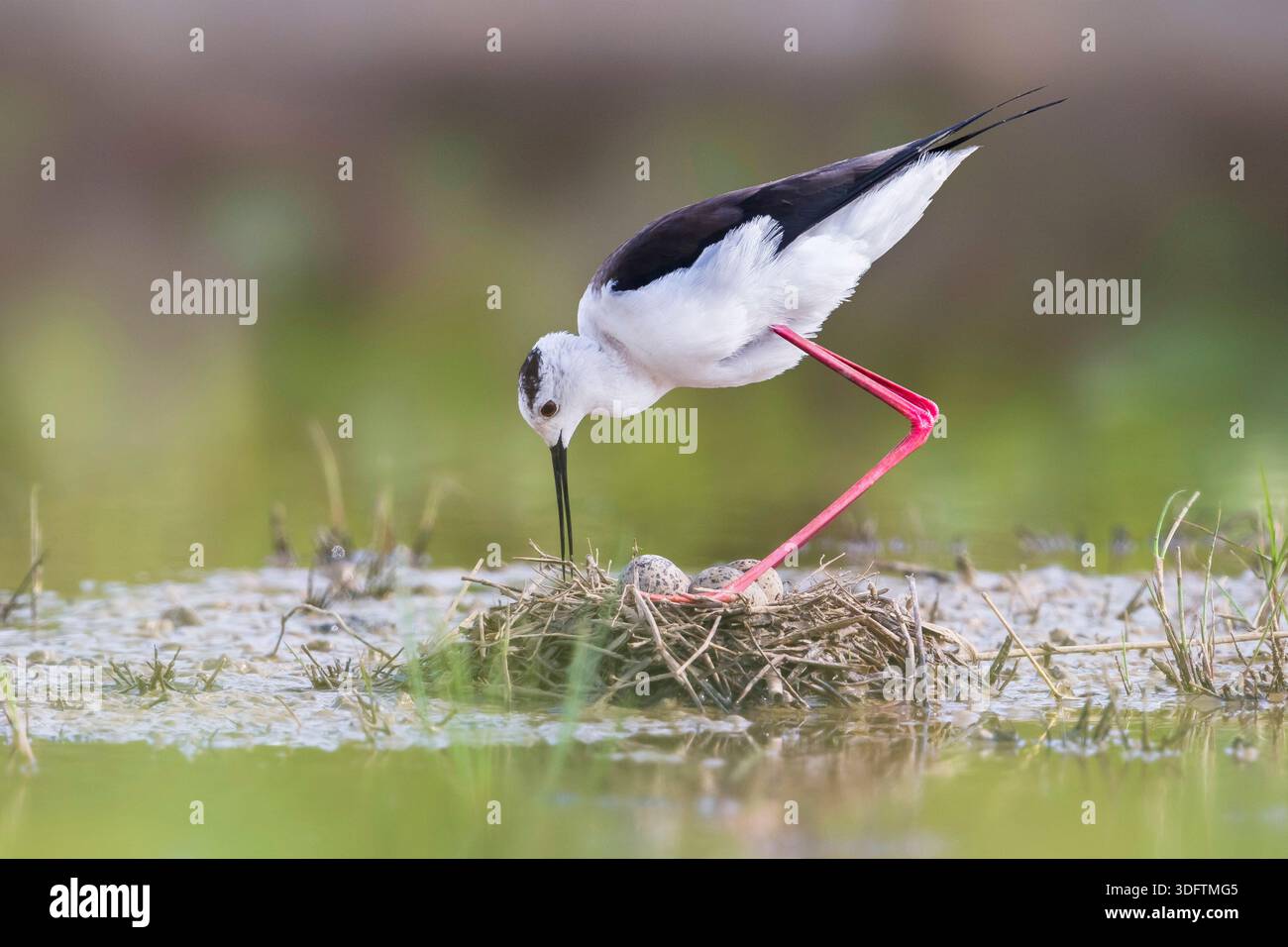 Schwarzflügelstelze (Himantopus himantopus), die mit Eiern auf dem Nest steht und es aufräumt, Italien, Toskana, Eagle Harbor Stockfoto