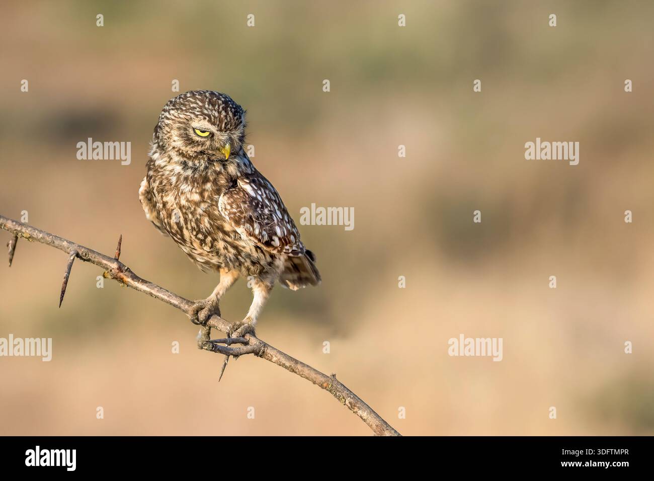 Kleine Eule (Athene noctua), auf einem Zweig sitzend, Vorderansicht, Spanien, Castilla La Mancha, Laguna del Tarray, Villacanas Stockfoto