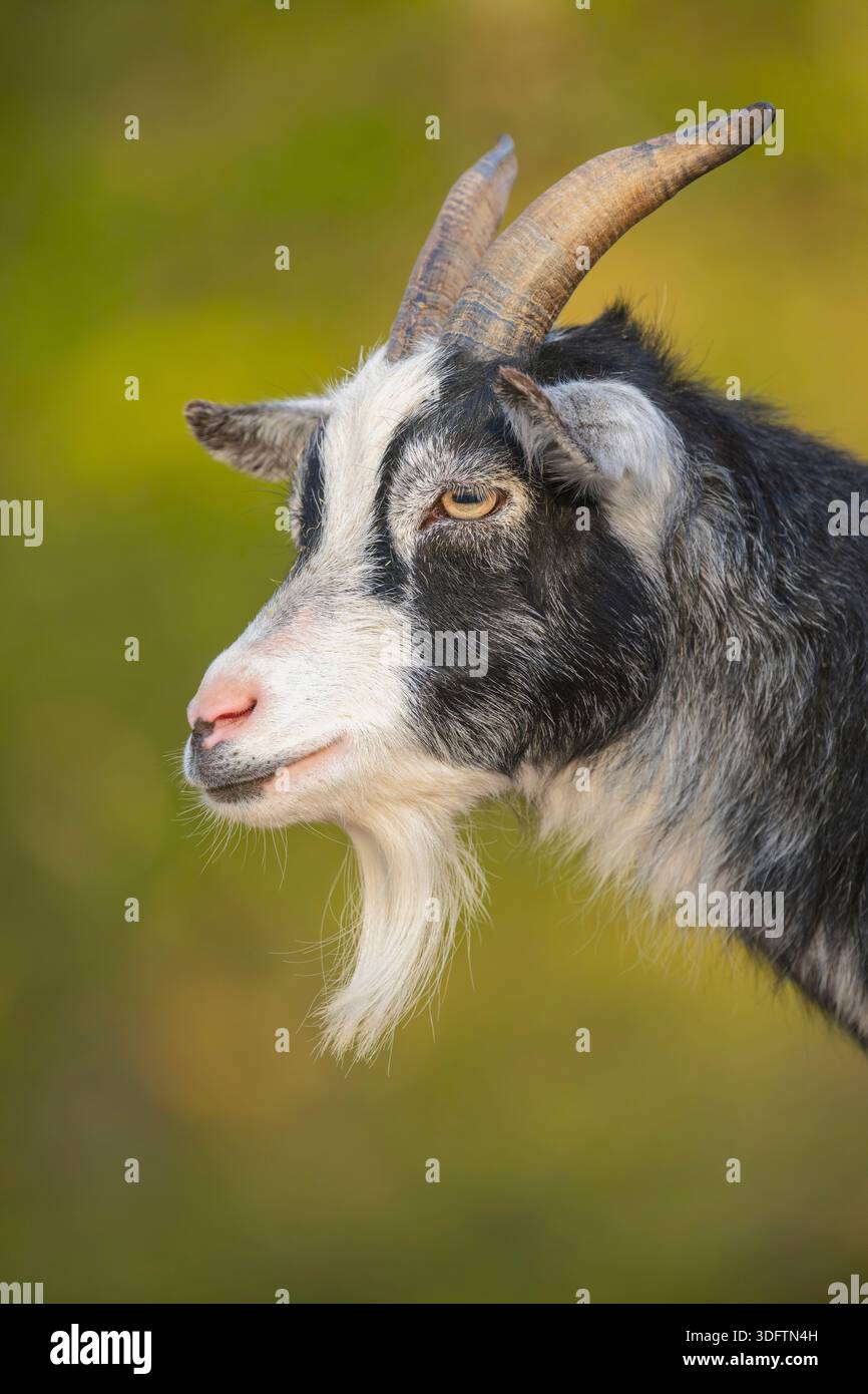 Hausziege (Capra hircus, Capra aegagrus f. hircus), Porträt, Seitenansicht Stockfoto
