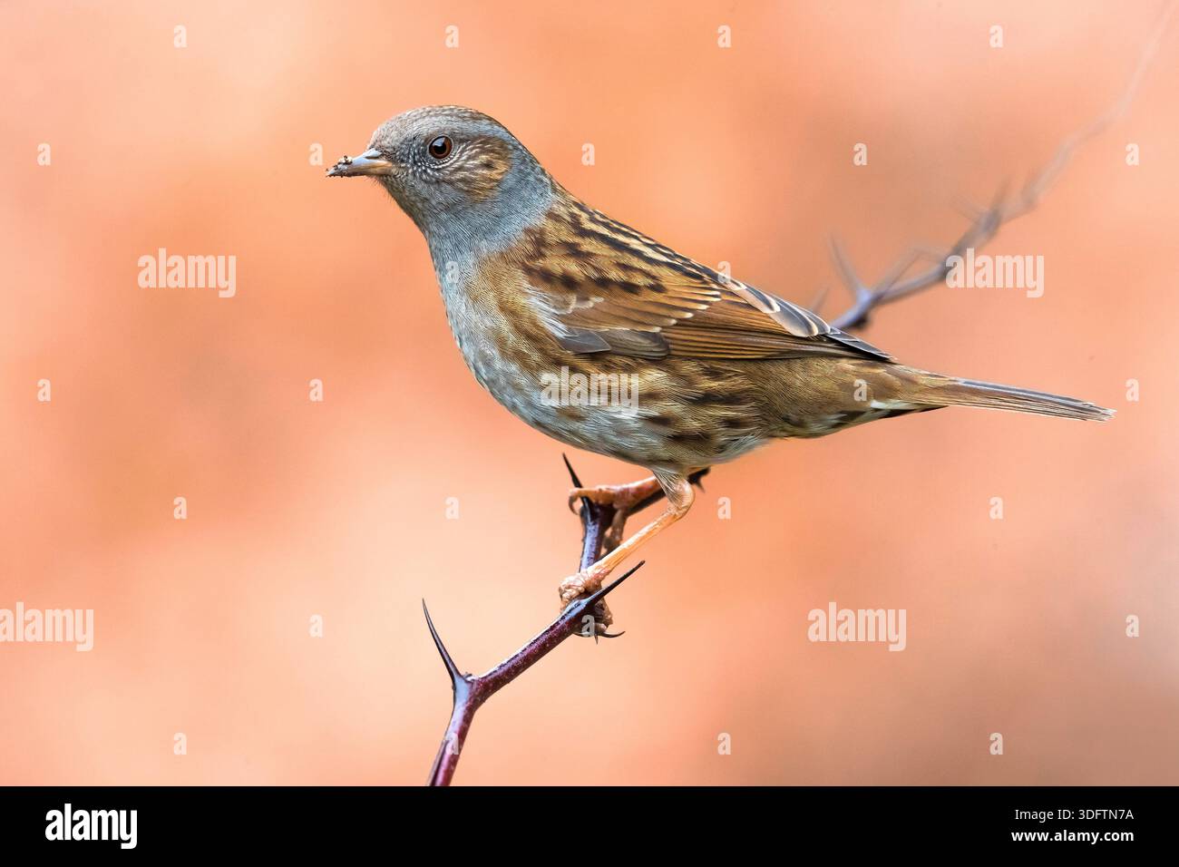 Dunnock, Hedge accentor, Hedge Spatrow, Hedge Sebler, Titeln (Prunella modularis), auf einem stacheligen Zweig, Italien, Toskana Stockfoto
