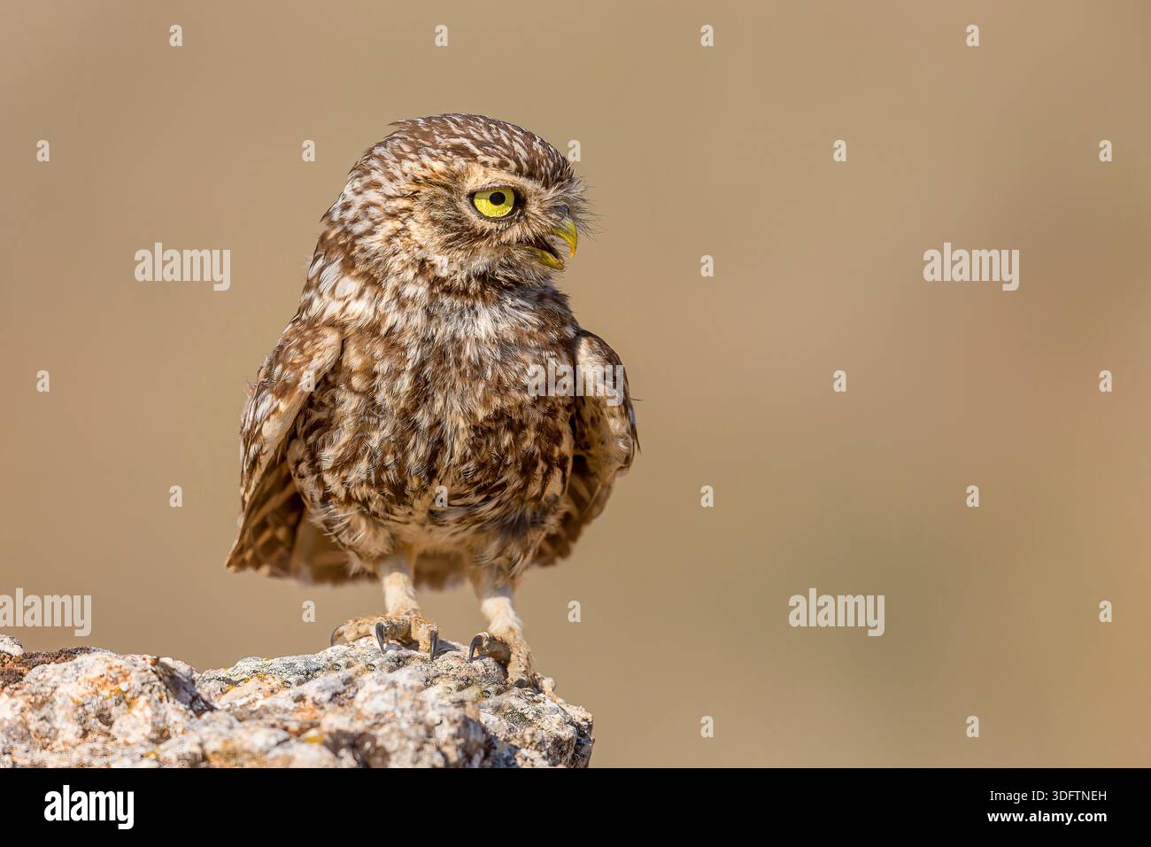 Kleine Eule (Athene noctua), auf einem Felsen sitzend, Vorderansicht, Spanien, Castilla La Mancha, Laguna del Tarray, Villacanas Stockfoto