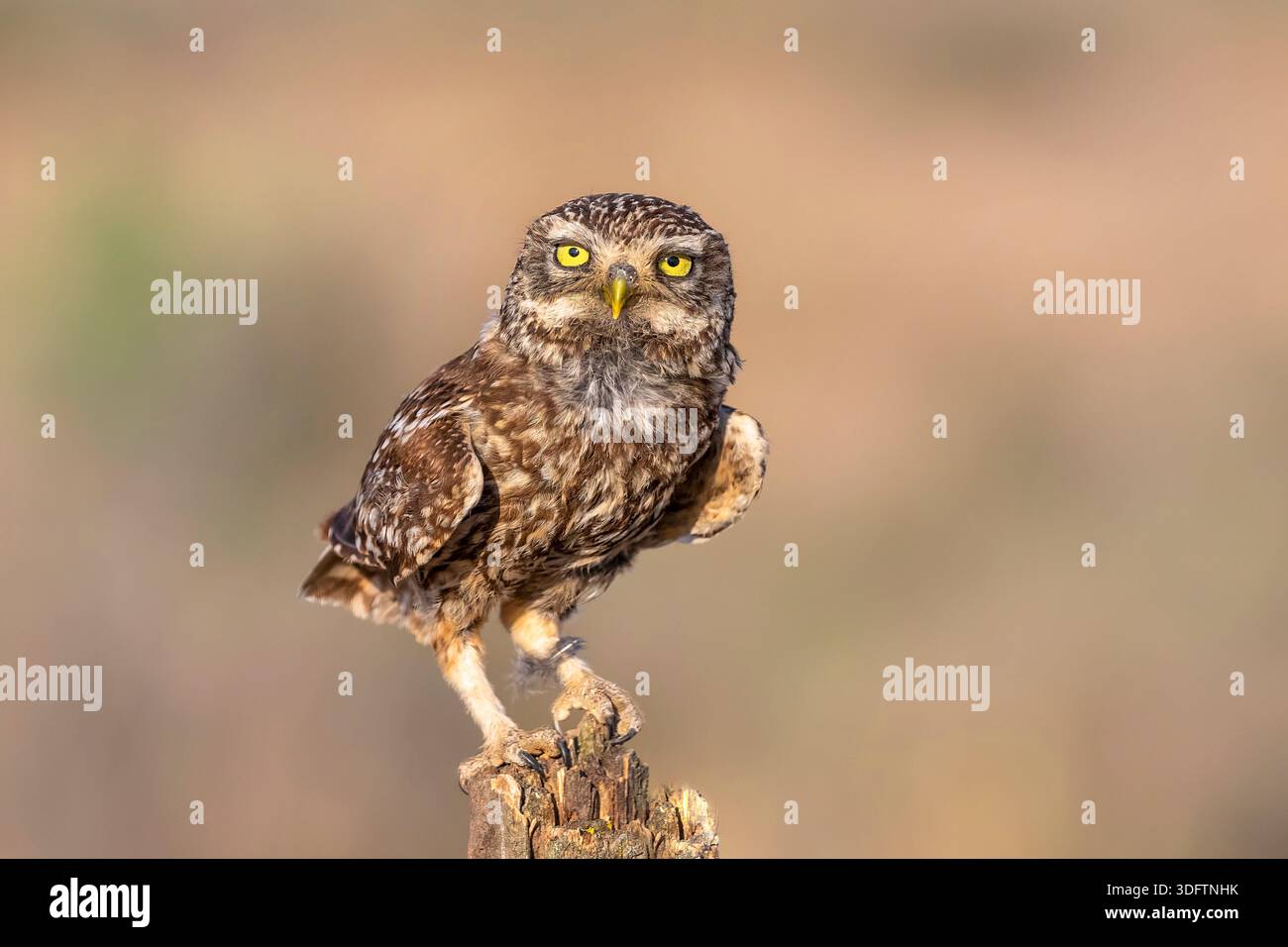 Kleine Eule (Athene noctua), auf einem Felsen sitzend, Vorderansicht, Spanien, Castilla La Mancha, Laguna del Tarray, Villacanas Stockfoto