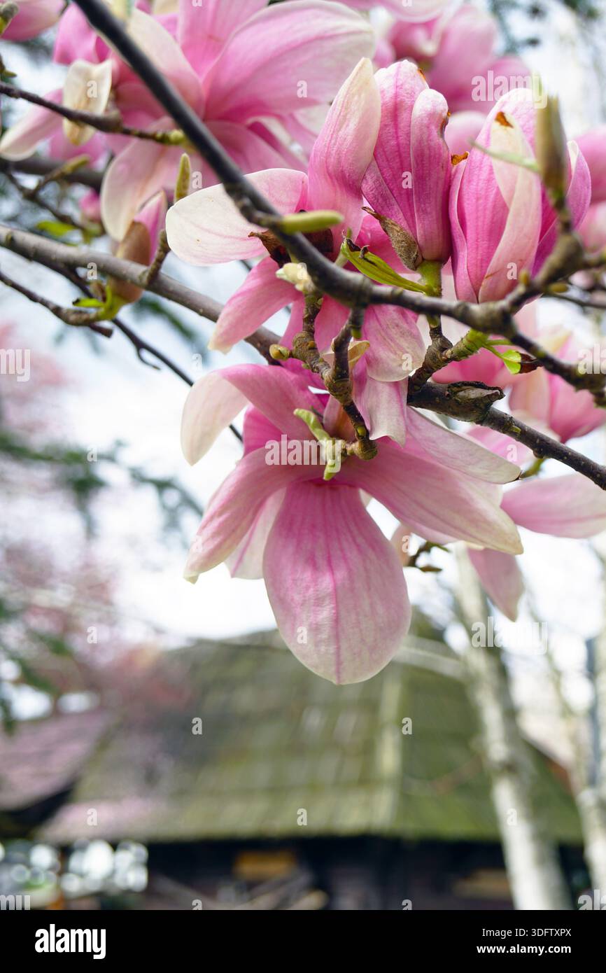 Zweige der Magnolia soulangeana mit Blumen vor dem Hintergrund des Schindeldachs. Zeigt die frühe Frühlingsblüte und die Ästhetik der Landschaft. Stockfoto