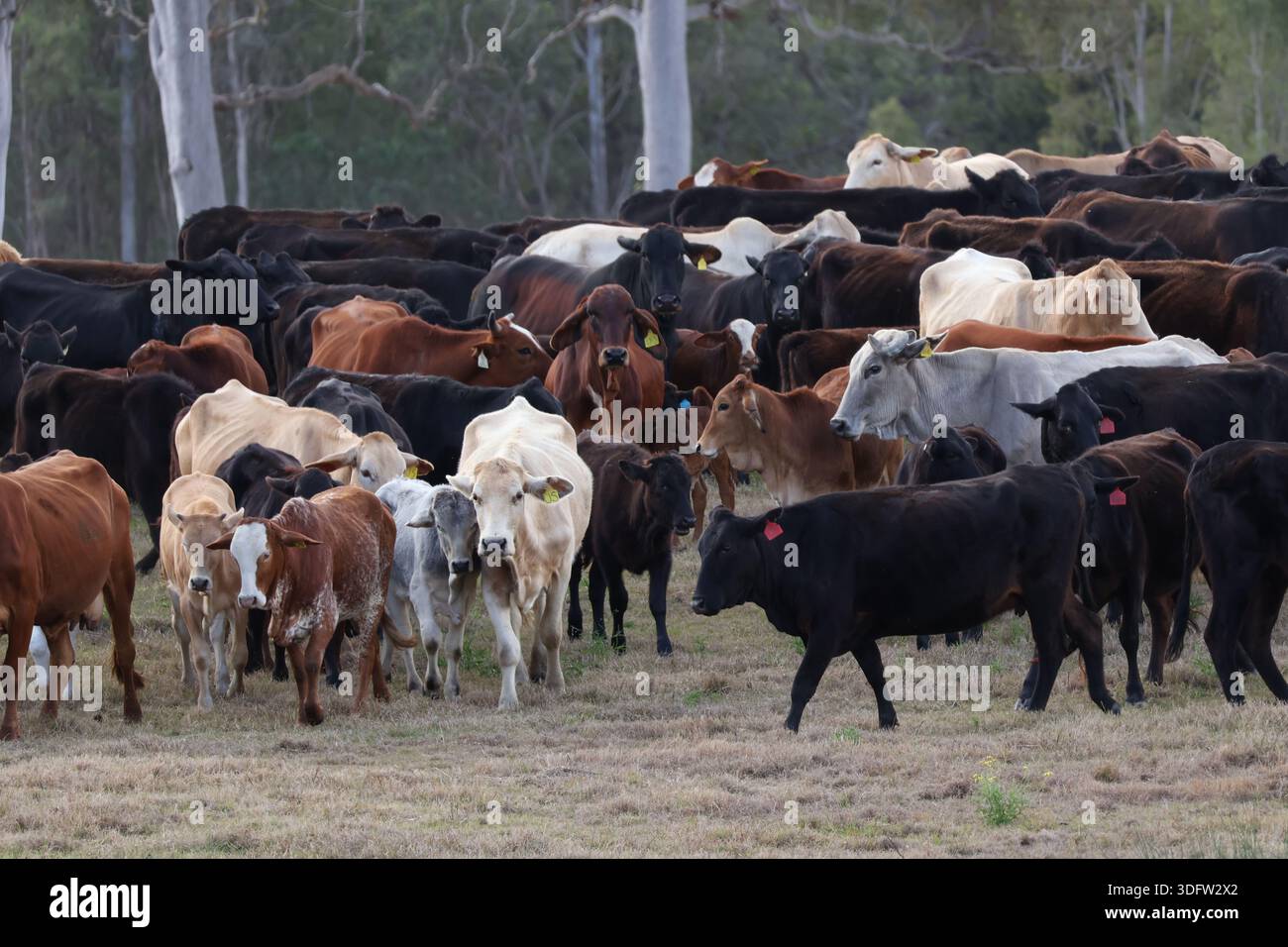 Die Herde von gemischten Rindern bewegt sich über ein grasbewachsenes Paddock im ländlichen Australien und zeigt offenes Ackerland, Viehzucht und alltägliches Landleben. Stockfoto