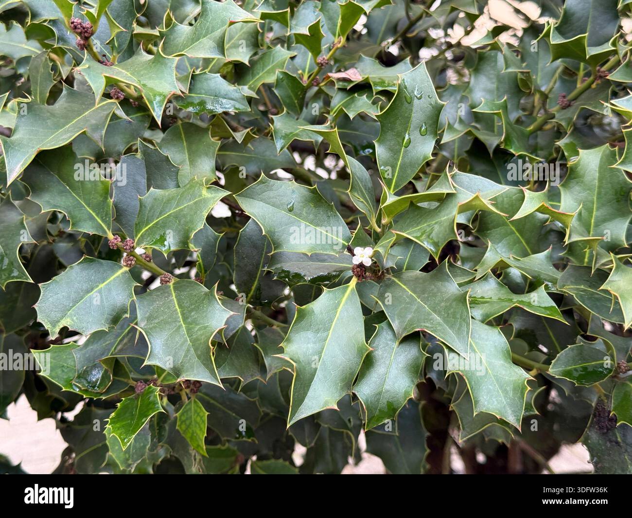 Stechpalme Pflanze Ilex aquifolium, englische stechpalme, weihnachtslilie Stockfoto