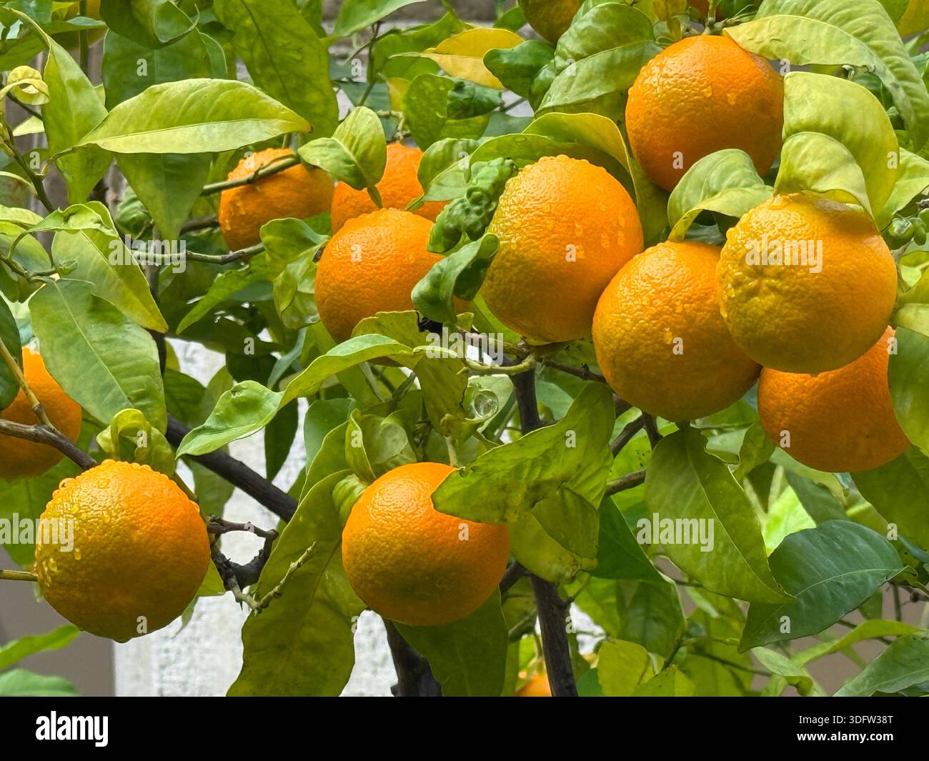 Citrus aurantium saure Orange Stockfoto