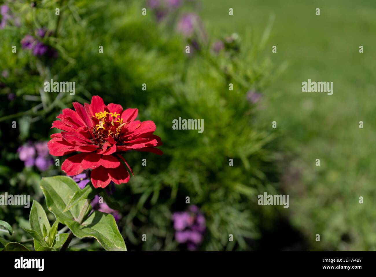 Nahaufnahme einer einzelnen roten Zinnienblüte mit zarten gelben Staubblättern vor einem sanft verschwommenen Hintergrund aus grünem Laub Stockfoto