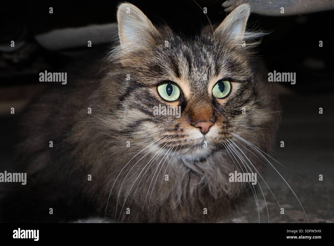 Hauskatze ruht unter einem geparkten Auto auf einer Straße, Bulgarien Stockfoto