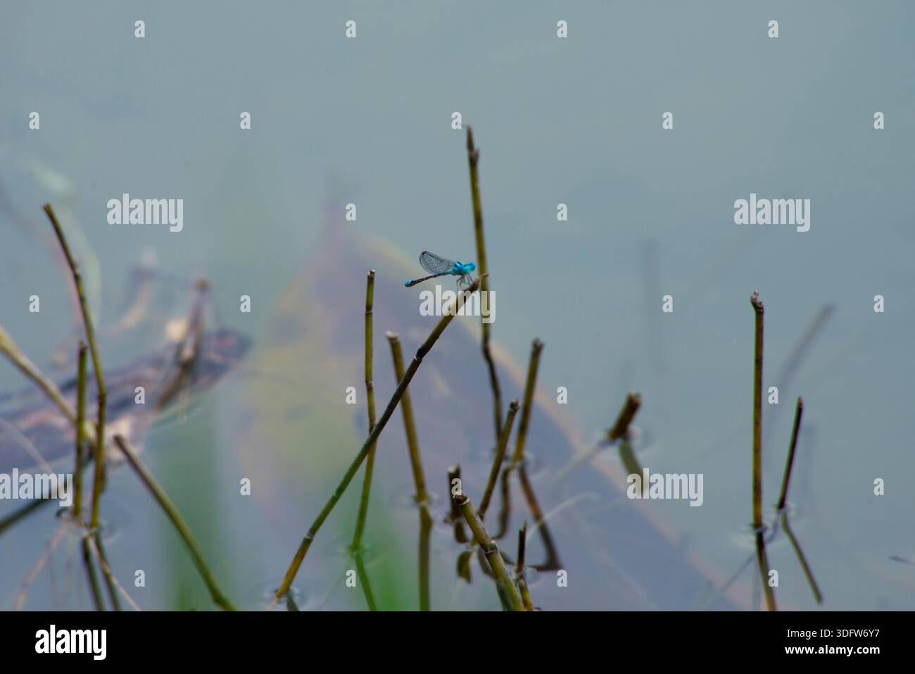 Die Libelle liegt auf einem dünnen, trockenen Zweig über hellem Wasser in einer natürlichen Umgebung im Freien. Stockfoto