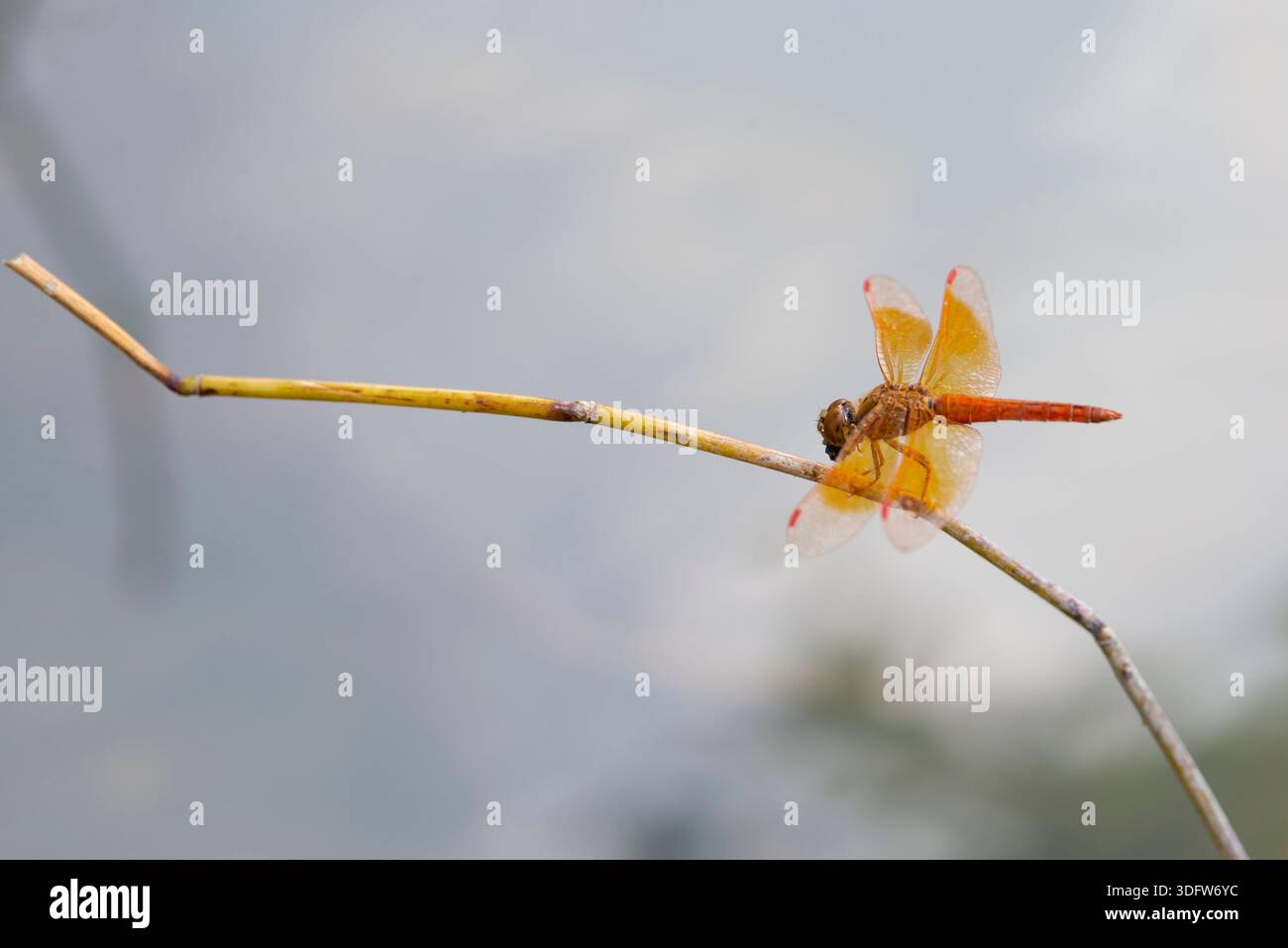 Die Libelle liegt auf einem dünnen, trockenen Zweig über hellem Wasser in einer natürlichen Umgebung im Freien. Stockfoto