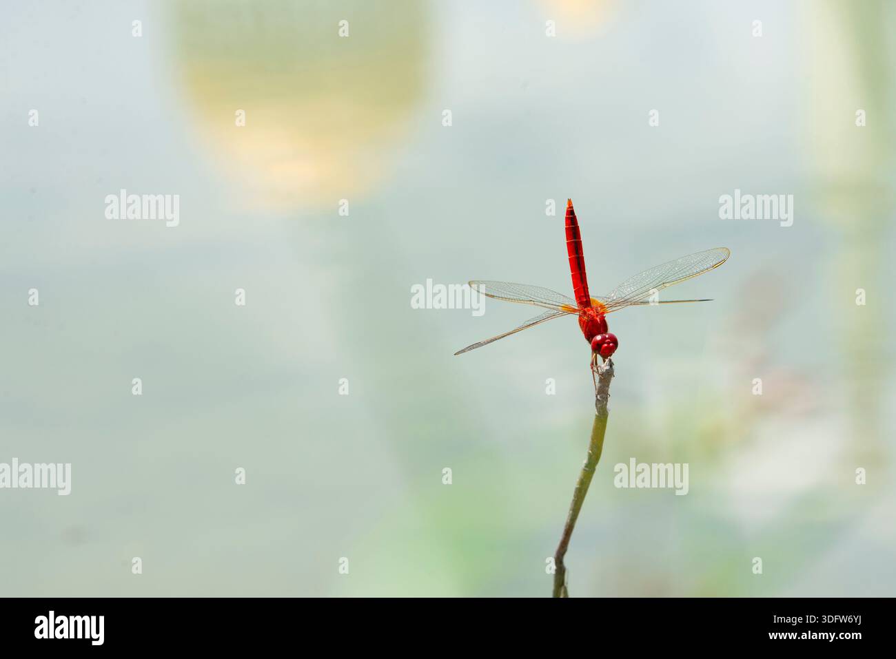 Die Libelle liegt auf einem dünnen, trockenen Zweig über hellem Wasser in einer natürlichen Umgebung im Freien. Stockfoto