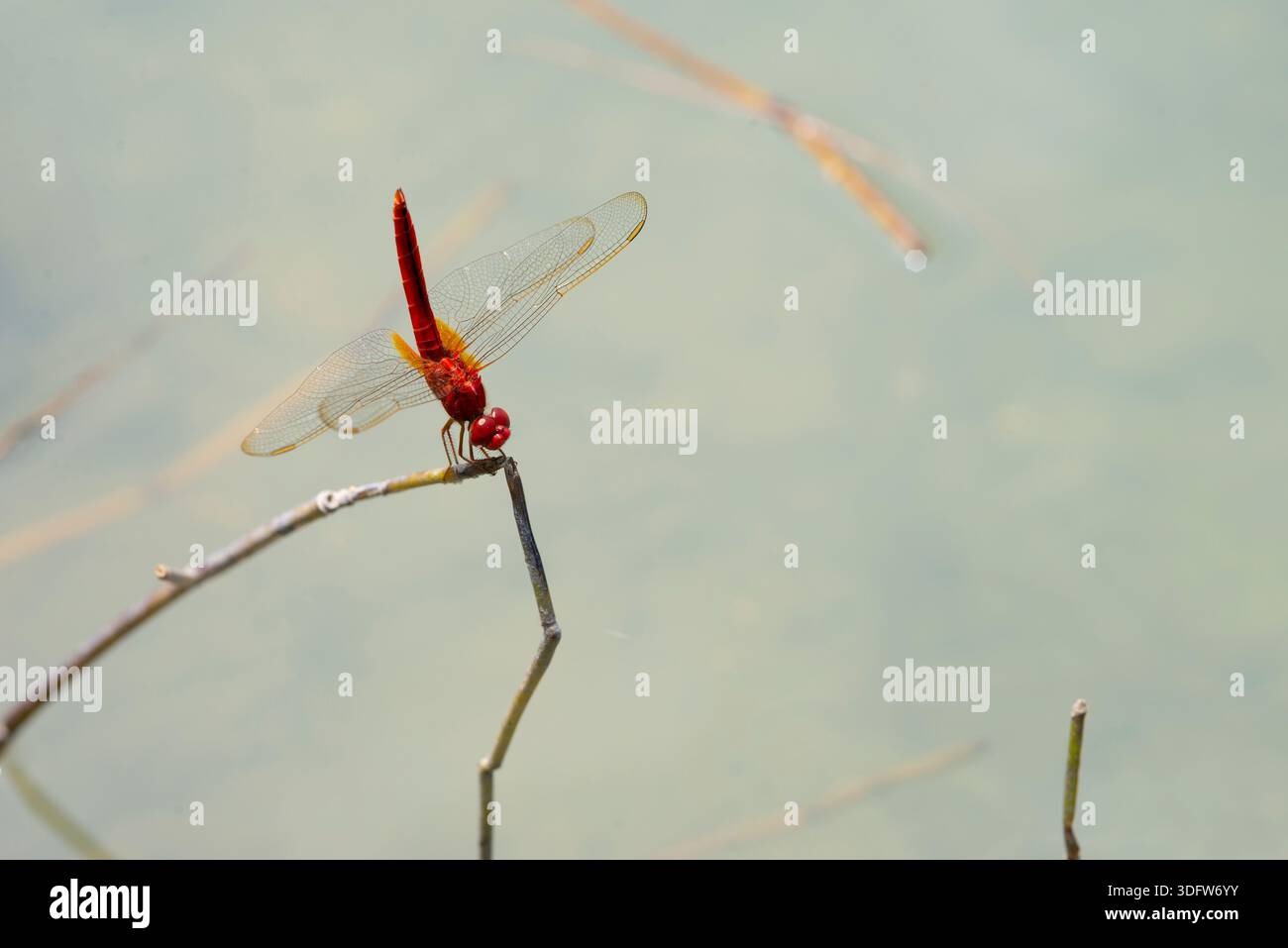 Die Libelle liegt auf einem dünnen, trockenen Zweig über hellem Wasser in einer natürlichen Umgebung im Freien. Stockfoto