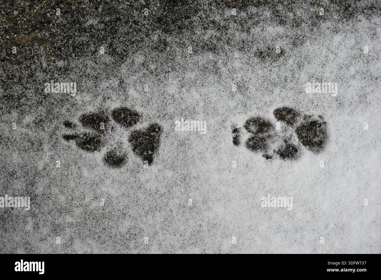 Tierpfotenabdrücke im Neuschnee auf dunklem Asphaltgrund. Hintergrund der Winteraufnahmen mit Kopierraum, Symbol der kalten Jahreszeit. Minimalistische natürliche Textur Stockfoto
